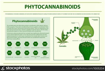 Phytocannabinoids horizontal infographic illustration about cannabis as herbal alternative medicine and chemical therapy, healthcare and medical science vector.