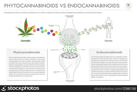 Phytocannabinoids vs Endocannabinoids horizontal business infographic illustration about cannabis as herbal alternative medicine and chemical therapy, healthcare and medical science vector.