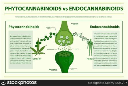 Phytocannabinoids vs Endocannabinoids horizontal infographic illustration about cannabis as herbal alternative medicine and chemical therapy, healthcare and medical science vector.