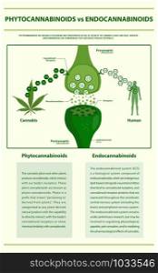Phytocannabinoids vs Endocannabinoids vertical infographic illustration about cannabis as herbal alternative medicine and chemical therapy, healthcare and medical science vector.