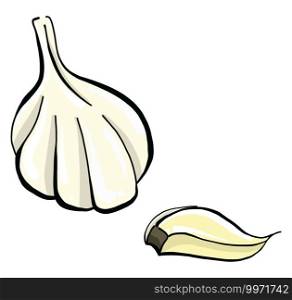 Piece of garlic, illustration, vector on white background