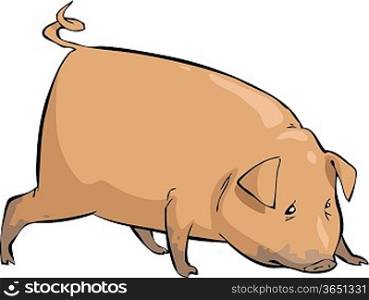 Pig on a white background vector illustration