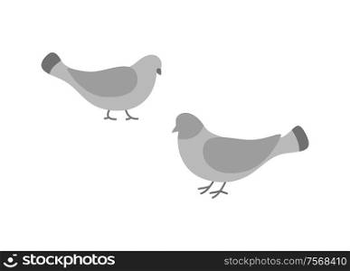 Pigeon birds, animals eating and walking on ground vector. Flock of doves with feathers wings , grey plume, plumage of small bullfinches in motion. Pigeon Birds, Animals Eating and Walking on Ground