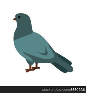 Pigeon flat style vector. Wild and domestic herbivorous bird. World fauna species. Grey dove on white background. For nature concepts, children s books illustrating, printing materials. Pigeon Vector Illustration in Flat Design. Pigeon Vector Illustration in Flat Design