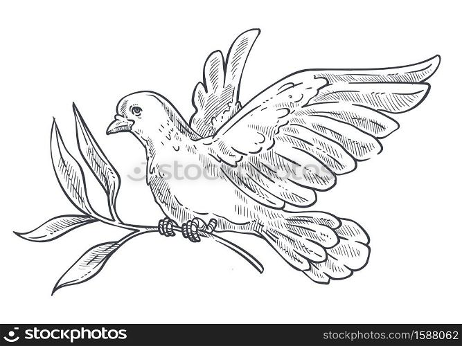 Pigeon or dove flying with olive branch or twig in claws isolated bird sketch vector. Wild animal and wildlife, peace and religion symbol, wings plumage. Purity and hope, symbolic creature with beak. Dove or pigeon flying with olive branch in claws isolated icon