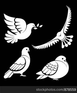 Pigeon or dove, white bird flying with spread wings in sky or sitting set. Vector logo template or isolated symbol icon of peace freedom or post mail delivery and tattoo. Pigeon or dove, white bird flying with spread wings in sky or sitting set.