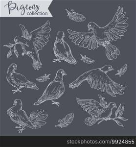 Pigeons in motion or calm state, monochrome sketches outline. Isolated birds, doves carrying branch with foliage on branches. Plumage of aves, flora and fauna interaction, vector in flat style. Sitting and flying doves, monochrome sketches of pigeons set
