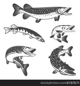 Pike fish icons. Design elements for fishing club or team. Seafood. Vector illustration.