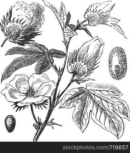 Pima Cotton or South American Cotton or Creole or Sea Island Cotton or Egyptian cotton or Gossypium barbadense, vintage engraving. Old engraved illustration of a Pima Cotton.