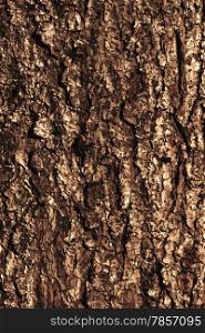 Pine bark texture pattern. EPS 10 vector illustration without transparency.