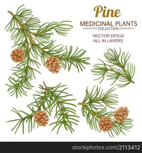 pine branches vector set on white background