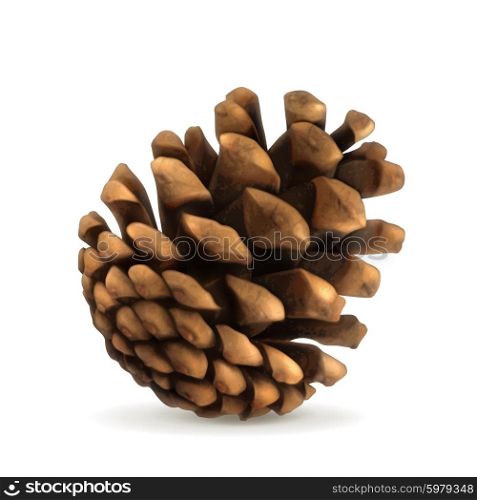 Pine cone vector illustration
