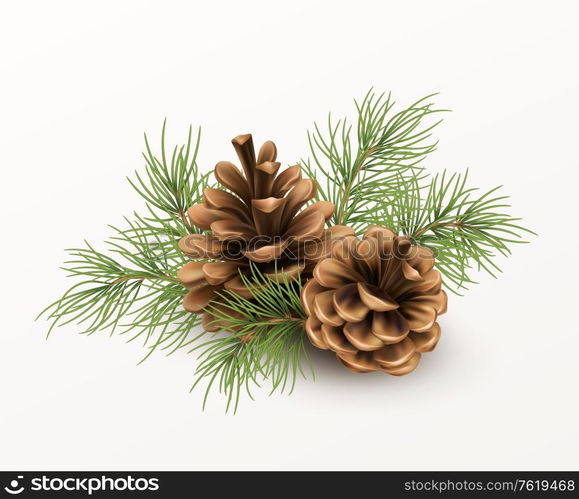 Pine cone with a branch of spruce needles isolated on a white background. Realistic vector illustration EPS10. Pine cone with a branch of spruce needles isolated on a white background. Realistic vector illustration