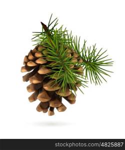 Pine cone with branch, vector illustration