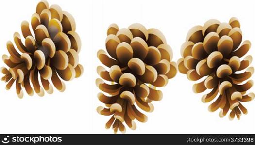 Pine cones vector illustration