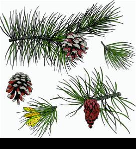 Pine fir cedar spruce forest branches with cones isolated design elements vector illustration
