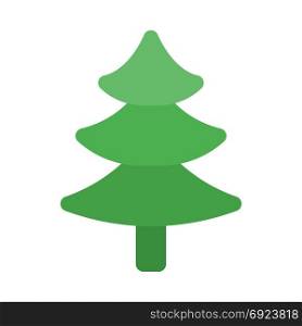 Pine or christmas tree