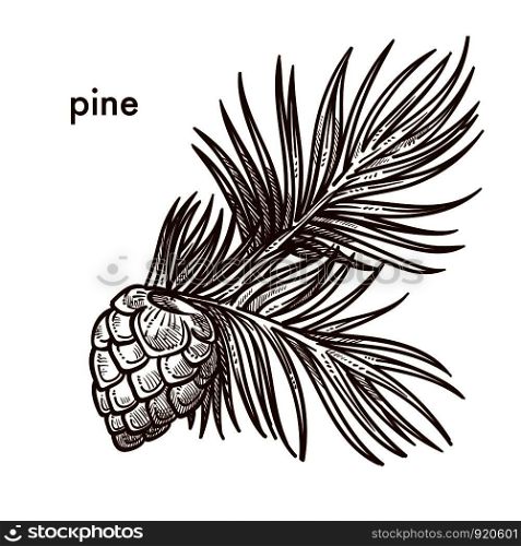 Pine tree branch with needles and cons, monochrome sketch outline vector. Natural plant, forest vegetation, foliage and frondage. Traditional flora on Christmas and new year winter celebration. Pine tree branch with needles and cons, monochrome sketch outline