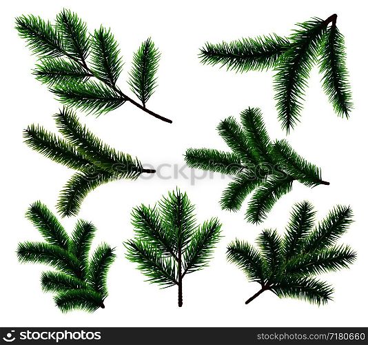 Pine tree branches. Christmas fir tree branch. Vector xmas decorarion elements. Illustration of pine tree, fir evergreen branch. Pine tree branches. Christmas fir tree branch. Vector xmas decorarion elements