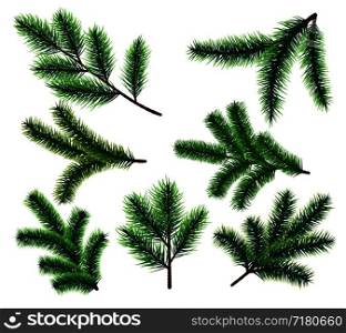 Pine tree branches. Christmas fir tree branch. Vector xmas decorarion elements. Illustration of pine tree, fir evergreen branch. Pine tree branches. Christmas fir tree branch. Vector xmas decorarion elements