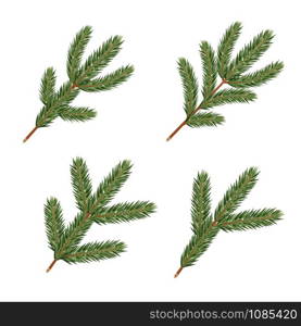 Pine tree branches. Realistic xmas decoration elements.