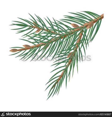 Pine Tree Branches with Cones Christmas Decoration. Pine tree branches with cones for christmas decorations isolated on white. Branch of Christmas tree with pine cone. Can be used for greeting card design. Winter season holidays. Vector in flat style.