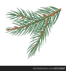Pine Tree Branches with Cones Christmas Decoration. Pine tree branches with cones for christmas decorations isolated on white. Branch of Christmas tree with pine cone. Can be used for greeting card design. Winter season holidays. Vector in flat style.