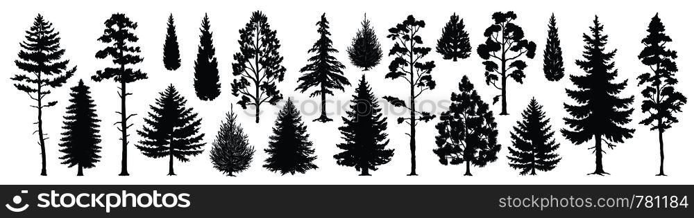 Pine tree silhouettes. Evergreen forest firs and spruces black shapes, wild nature trees templates. Vector illustration woodland trees set on white background. Pine tree silhouettes. Evergreen forest firs and spruces black shapes, wild nature trees templates. Vector woodland trees