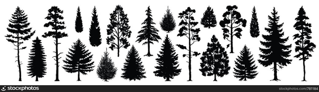 Pine tree silhouettes. Evergreen forest firs and spruces black shapes, wild nature trees templates. Vector illustration woodland trees set on white background. Pine tree silhouettes. Evergreen forest firs and spruces black shapes, wild nature trees templates. Vector woodland trees