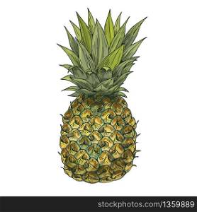 Pineapple. Full color realistic sketch vector illustration. Hand drawn painted illustration.