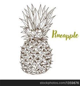 Pineapple, hand drawn sketch vector illustration
