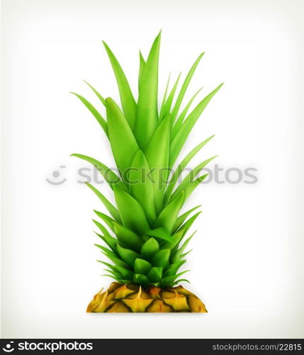 Pineapple top vector