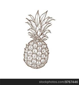 Pineapple tropical fruit isolated sketch icon. Vector exotic ananas with bunch of leaves, tropical food dessert. Hand drawn summer fruit, juicy vegetarian food ripe organic dessert, whole ananas. Ananas or pineapple tropical fruit isolated sketch