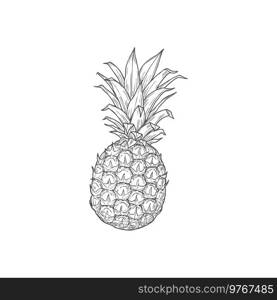 Pineapple tropical fruit isolated sketch vector icon. Monochrome engraved drawing of pine fruit, engraving retro sign. Juicy vintage hand drawn symbol, vegetarian food dessert ananas with green leaves. Pineapple tropical fruit isolated sketch icon