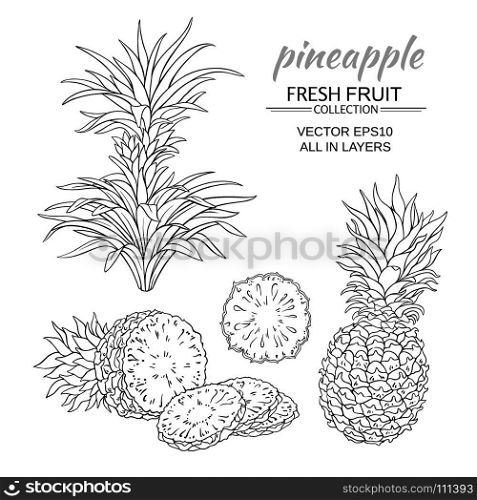 pineapple vector set. pineapple fruit vector set on white background