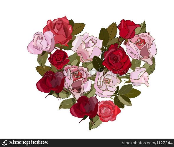Pink and red roses on the white background.