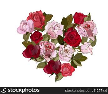 Pink and red roses on the white background.