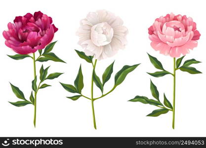 Pink and white peonies realistic set for decoration isolated vector illustration . Peonies Realistic Set