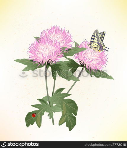 pink asters and butterfly