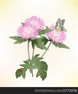 pink asters and butterfly