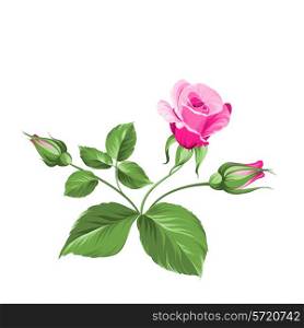 Pink beautiful rose over white background. Vector illustration.