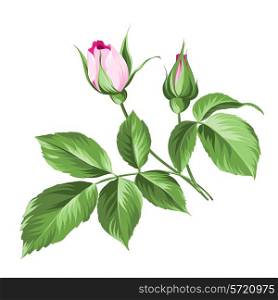 Pink beautiful rose over white background. Vector illustration.