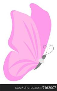 Pink butterfly, illustration, vector on white background.