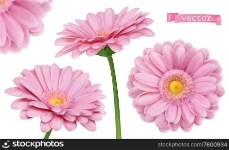 Pink Dahlia. Chamomile flowers 3d vector realistic set