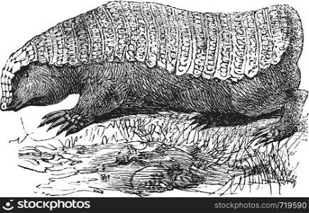 Pink Fairy Armadillo or Pichiciego or Chlamyphorus truncatus, vintage engraving. Old engraved illustration of a Pink Fairy Armadillo.