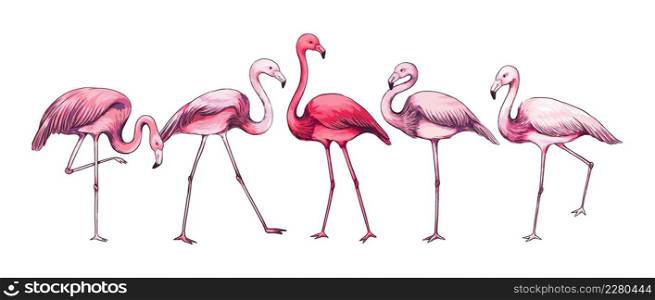 Pink flamingo. Hand drawn exotic tropical bird collection in various poses. Isolated wild feathered animal with wings and beak. Paradise fauna. Nature sketch. Africa wildlife. Vector engraved fowl set. Pink flamingo. Hand drawn tropical bird collection in various poses. Isolated feathered animal with wings and beak. Paradise fauna. Nature sketch. Africa wildlife. Vector engraved fowl set