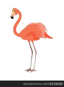 Pink Flamingo Vector Illustration. Wading Bird. Pink flamingo vector illustration isolated on white. Wading bird. Greater flamingo. Lesser flamingo. Chilean flamingo. James s flamingo. Andean flamingo. American flamingo. Phoenicopterus genus