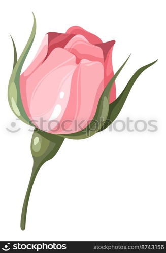 Pink flower. Delicate romantic bud. Botanical element isolated on white background. Pink flower. Delicate romantic bud. Botanical element