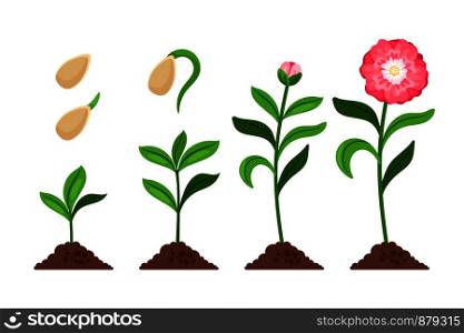 Pink flower growth and flourish process icons. Vector illustration. Pink flower growth process icons