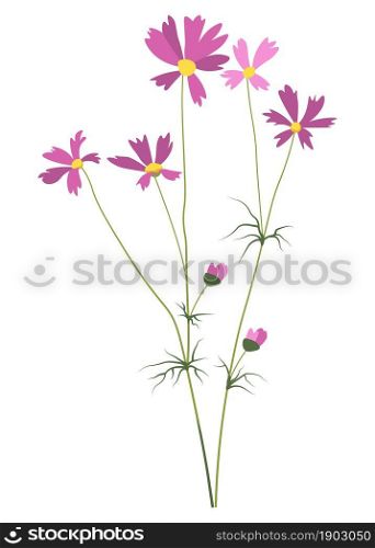 Pink flower in blossom, isolated flora with petals and tender flourishing. Daisy or Bergenia, seasonal blooming, spring or summer. Countryside or rural area plant of meadows. Vector in flat style. Daisy flower in blossom, Bergenia or Cosmos vector